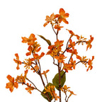 Close-up of orange blossoms along fine reddish-brown branches, with pointed serrated olive-green leaves and an upper leaf folded edge-on.
