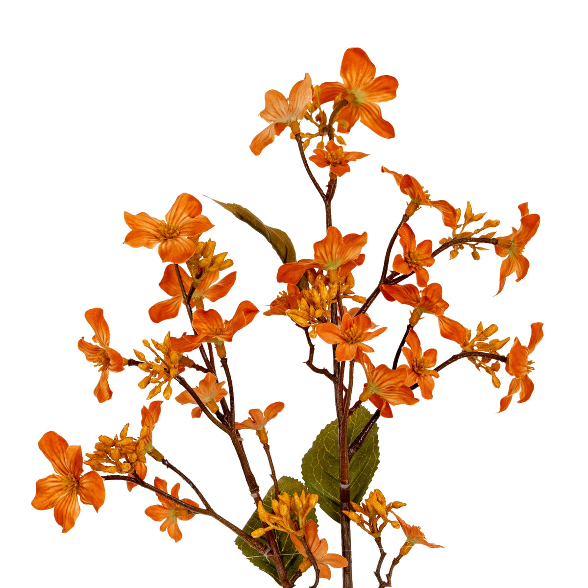 Close-up of orange blossoms along fine reddish-brown branches, with pointed serrated olive-green leaves and an upper leaf folded edge-on.