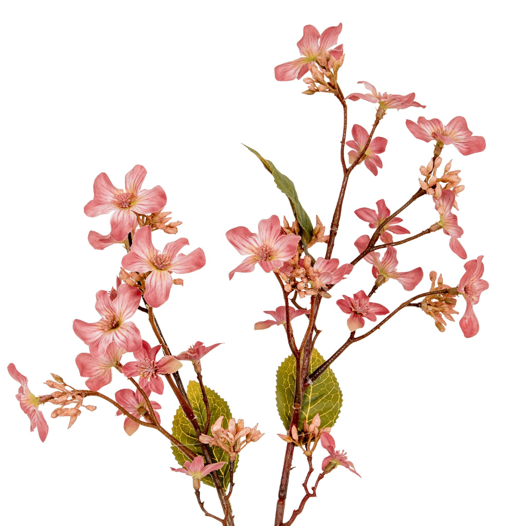 Close-up of pink blossom clusters along reddish-brown branches, showing serrated olive-green leaves and an upper leaf folded edge-on.