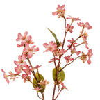 Close-up of pink blossom clusters along reddish-brown branches, showing serrated olive-green leaves and an upper leaf folded edge-on.