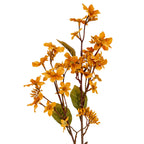 Close-up of yellow blossom clusters on reddish-brown branches, showing broad serrated olive-green leaves and an upper leaf folded edge-on.