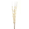 Upright Flatpod bunch against white, with cream-white flattened pods clustered along slender brown stems and bare tips extending above.