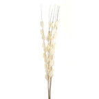 Upright Flatpod bunch against white, with cream-white flattened pods clustered along slender brown stems and bare tips extending above.