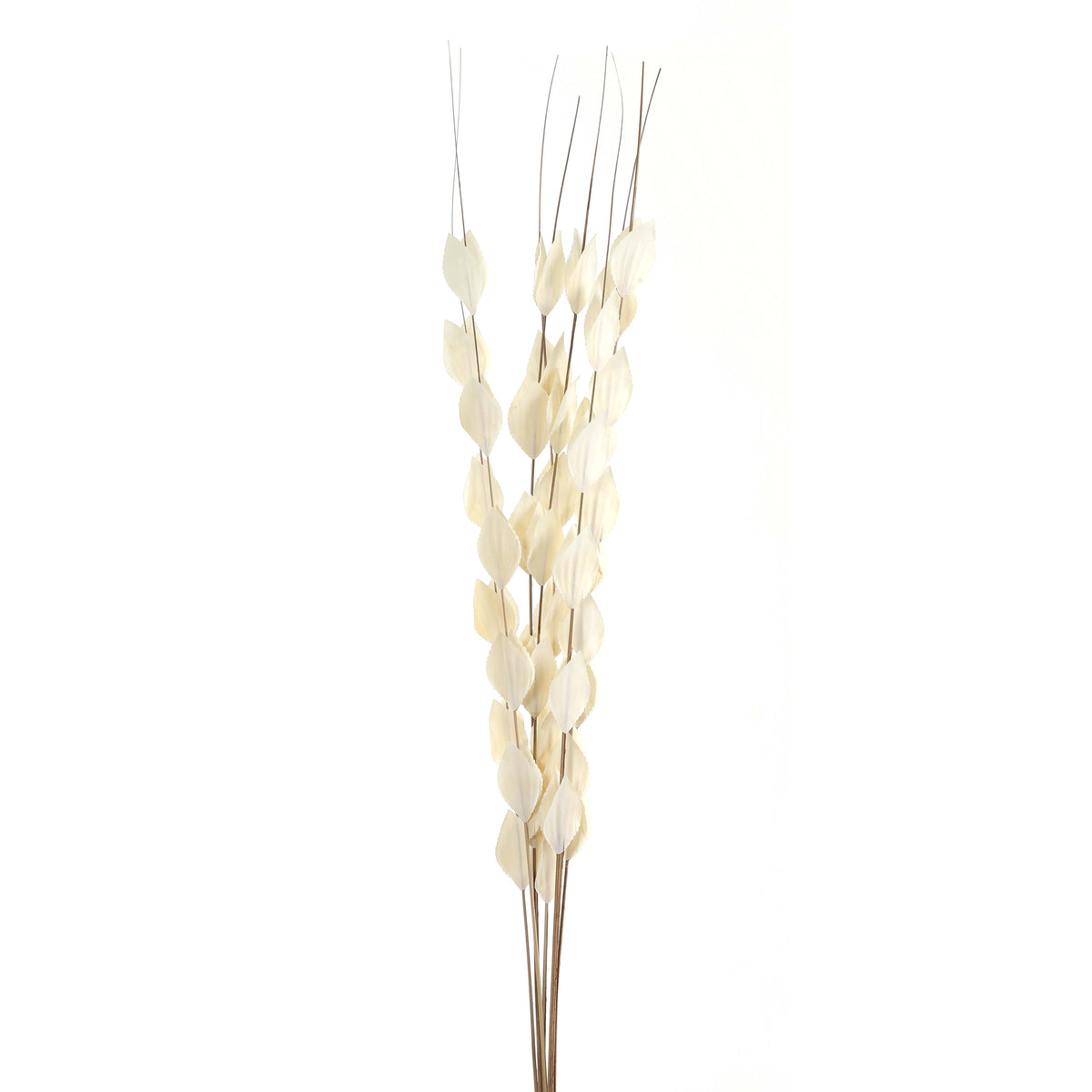 Upright Flatpod bunch against white, with cream-white flattened pods clustered along slender brown stems and bare tips extending above.