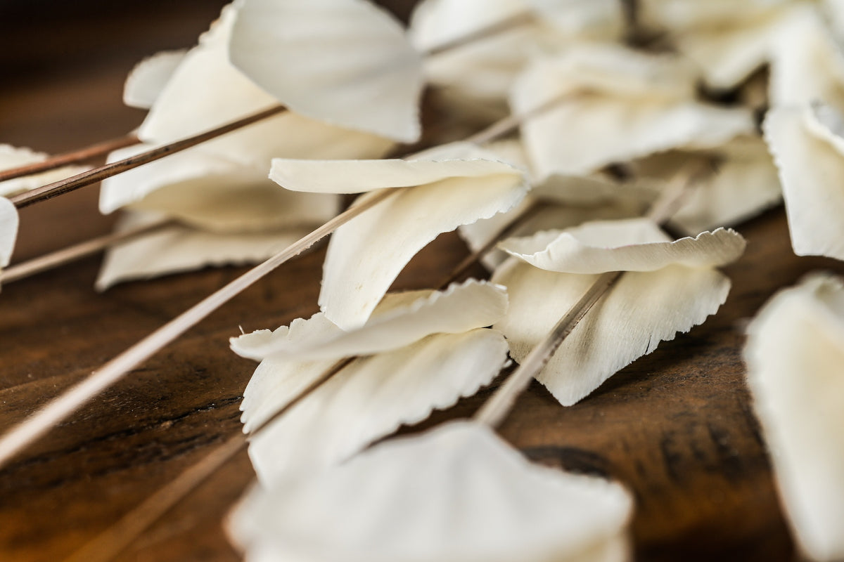 Close view of overlapping cream-white pods on a wooden surface, showing fine surface lines, uneven edges and thin stems.