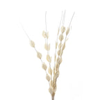 Flatpod stems spread into an open fan against white, showing pale oval pods face-on and edge-on along the brown stems.