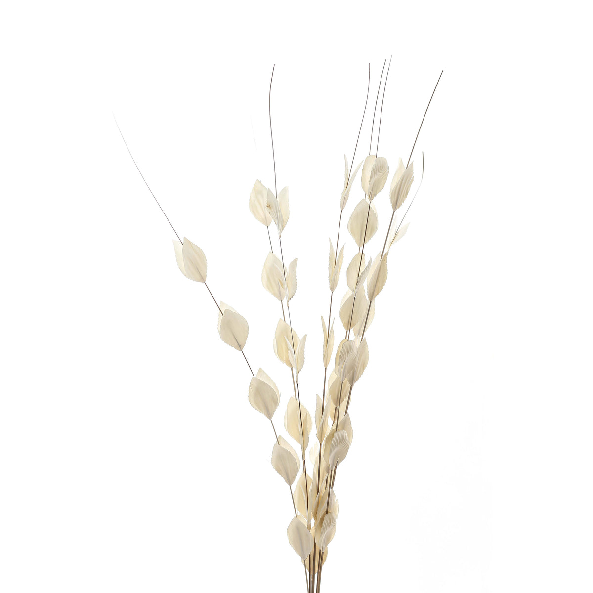 Flatpod stems spread into an open fan against white, showing pale oval pods face-on and edge-on along the brown stems.
