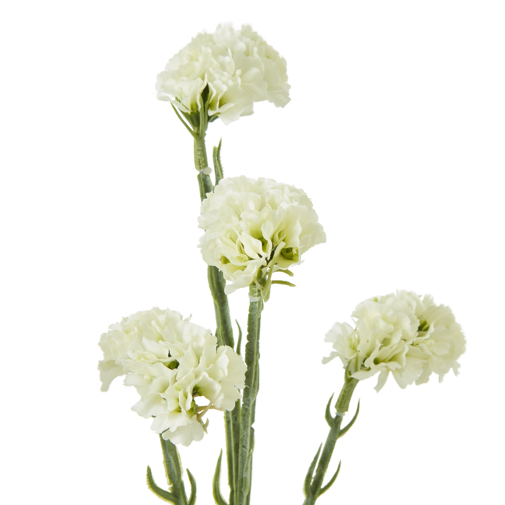Close-up of four cream flower heads showing closely gathered rippled petals, green bases and textured branching stems.