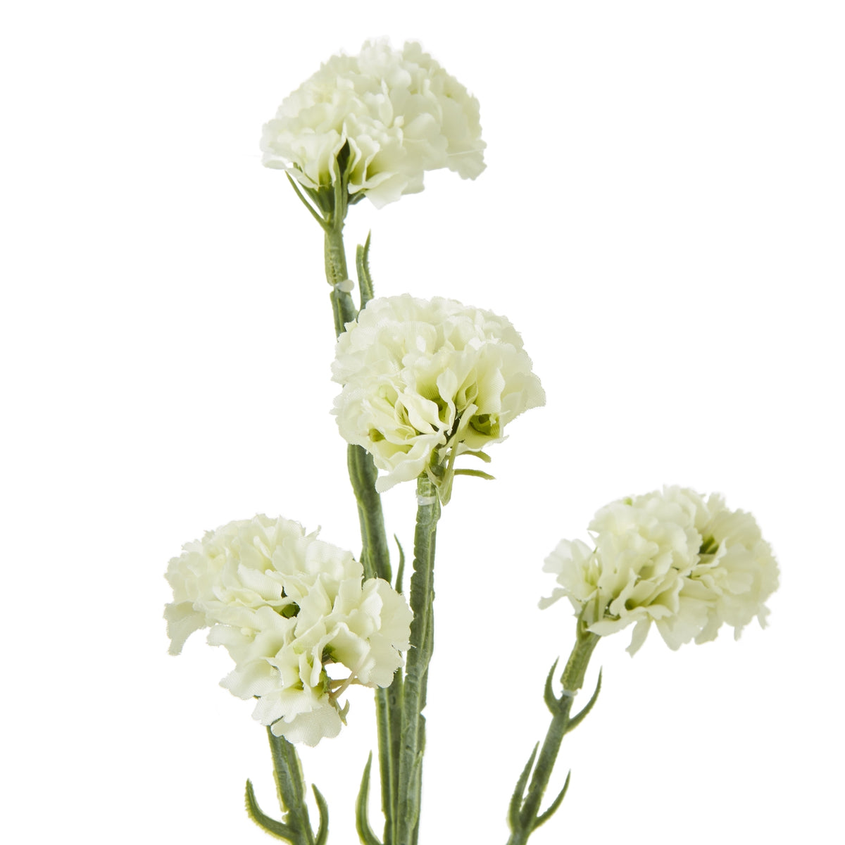 Close-up of four cream flower heads showing closely gathered rippled petals, green bases and textured branching stems.