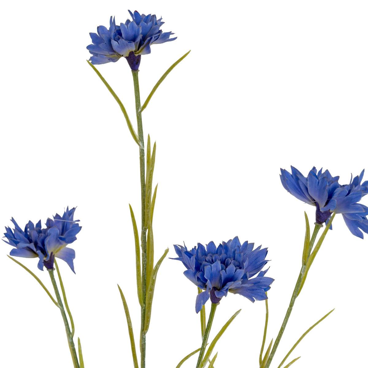 Detail of four blue flowerheads at different heights among slender green branches and long, narrow leaves.