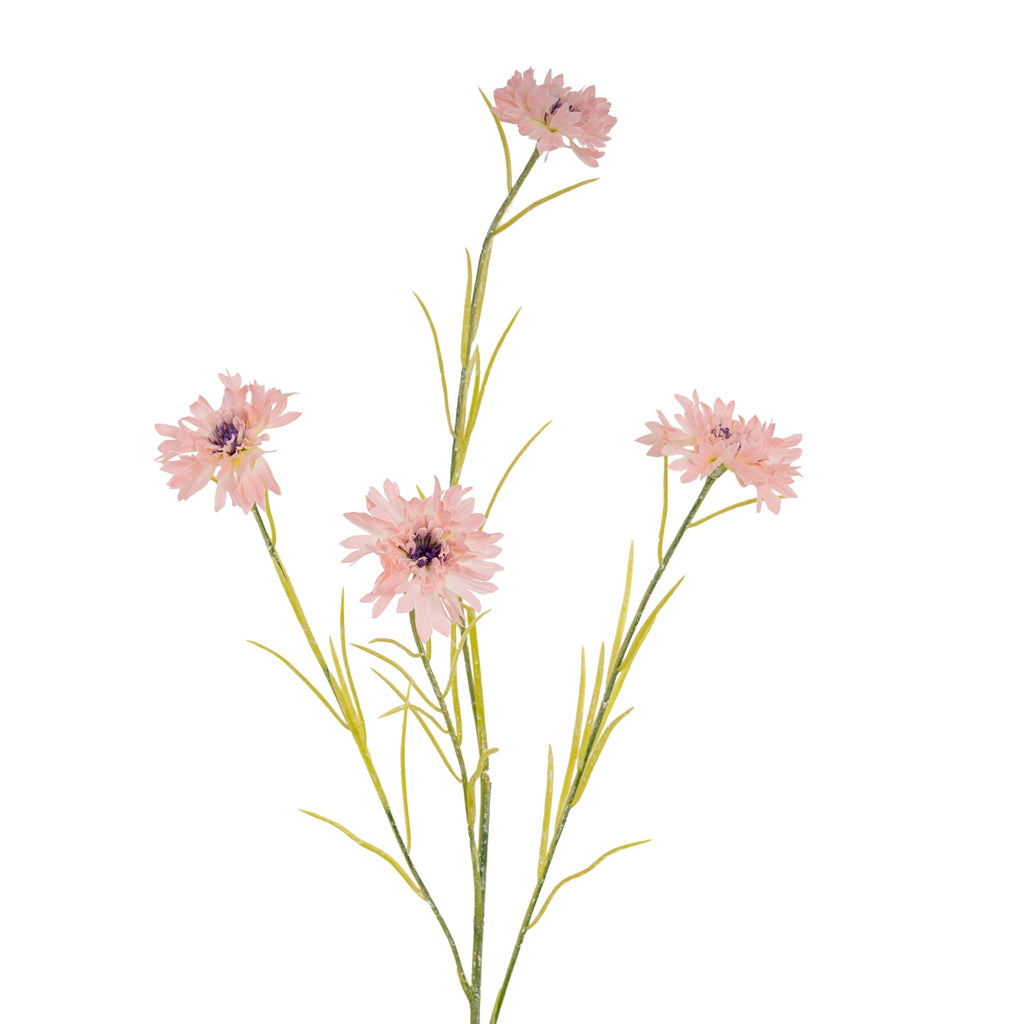 Closer view of four layered pink flower heads at different heights among slender green branches and grass-like leaves.