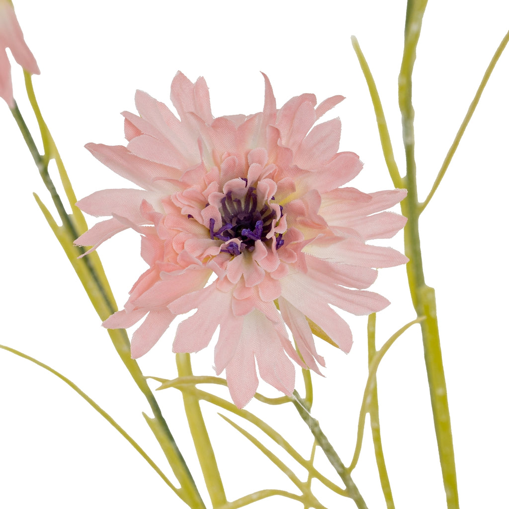 Close-up of a blush-pink flower head showing textured layers of petals, pale petal bases and a dark purple centre, framed by green stems.