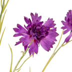 Close-up of a purple flower head showing finely textured petals layered around a darker centre, with green stems and another bloom behind.
