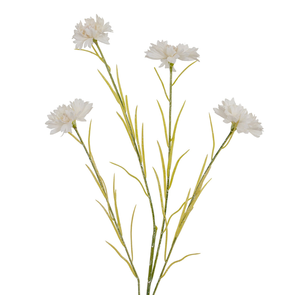 Closer view of four layered white flowerheads on branching green stems, with long pointed leaves between the blooms.