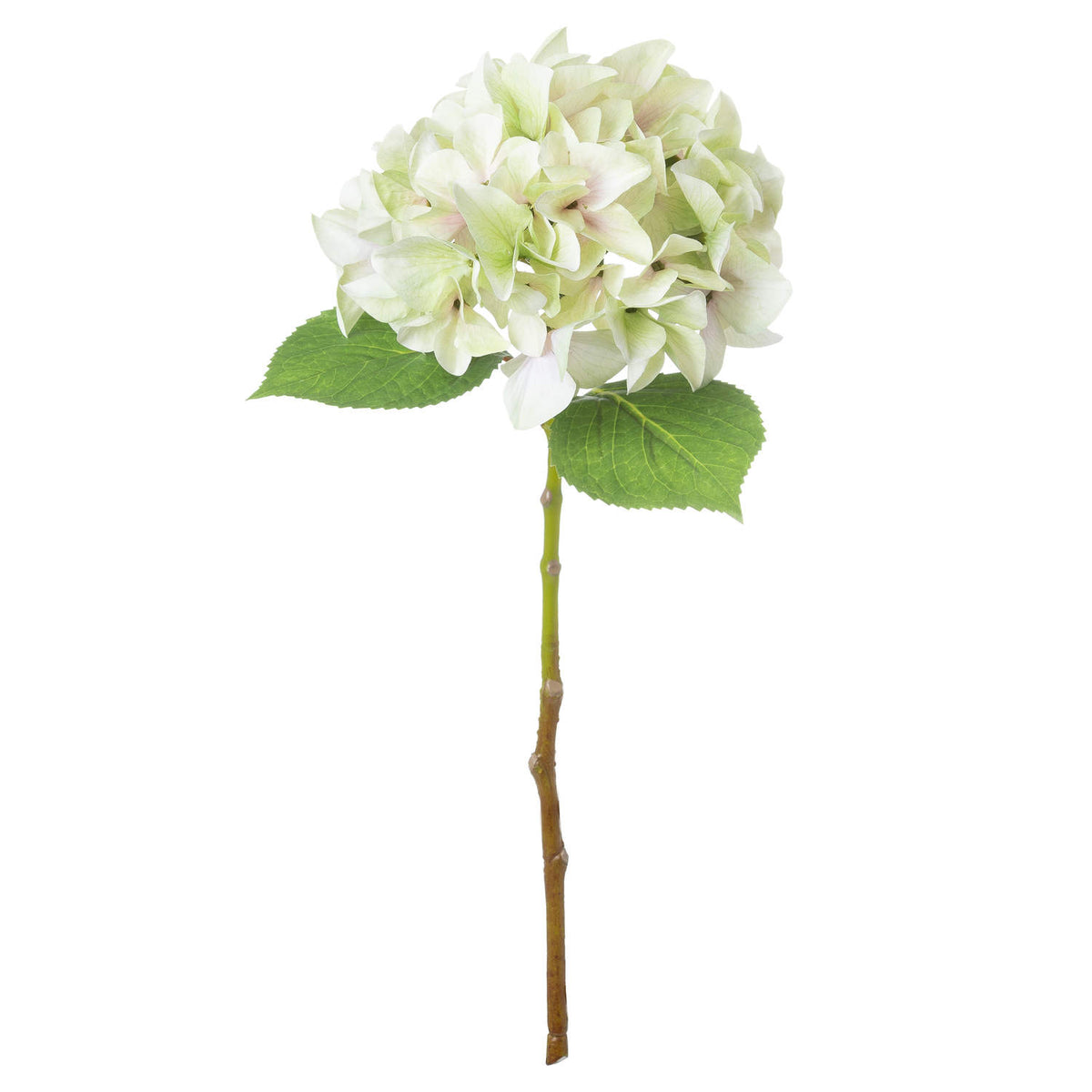 Full view of an artificial flower stem with a rounded pale green and cream bloom, two serrated green leaves and a long green-to-brown stalk on white.