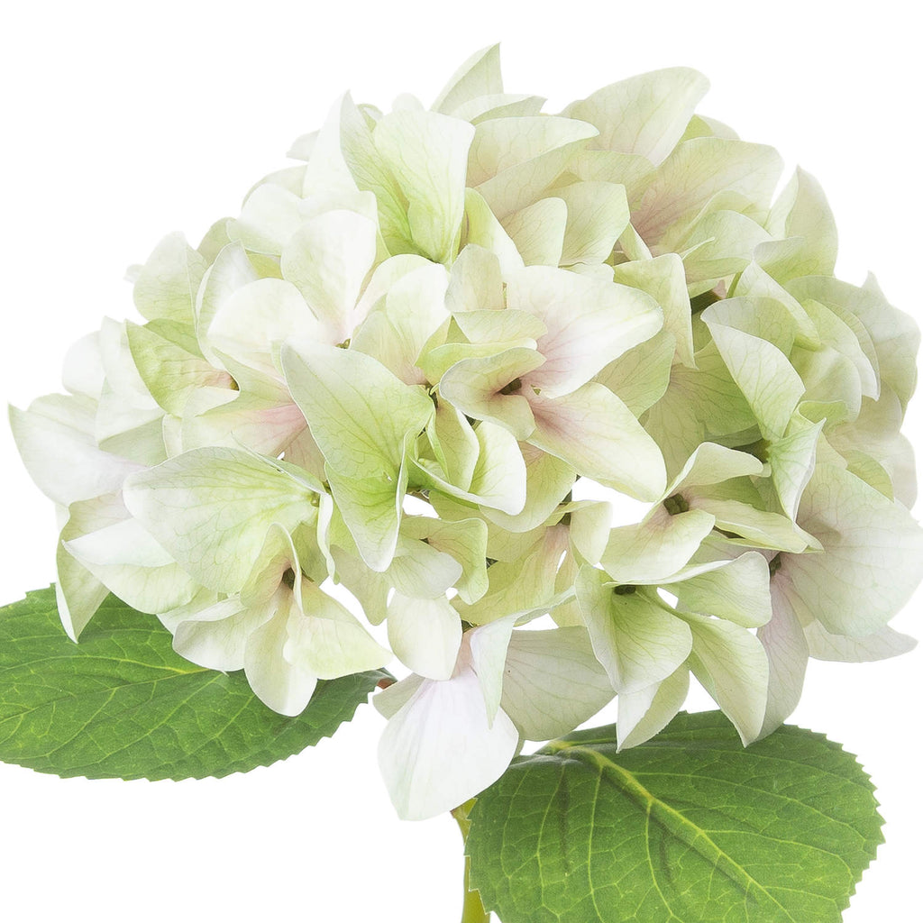 Close-up of overlapping four-lobed florets with fine veins, pale green and cream colouring and faint blush centres, above broad green leaves.