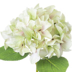 Close-up of overlapping four-lobed florets with fine veins, pale green and cream colouring and faint blush centres, above broad green leaves.