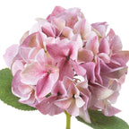Close-up of overlapping four-lobed pink florets showing fine veins, small green centres and shades from pale blush to dusty rose and beige-pink, with green leaves beneath.