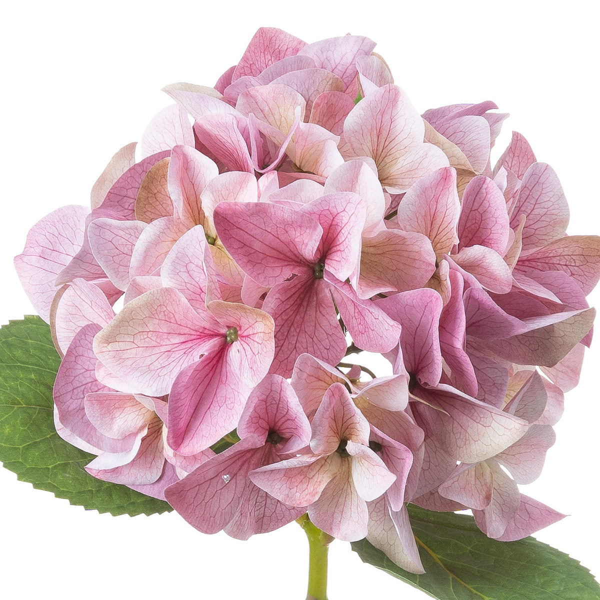 Close-up of overlapping four-lobed pink florets showing fine veins, small green centres and shades from pale blush to dusty rose and beige-pink, with green leaves beneath.
