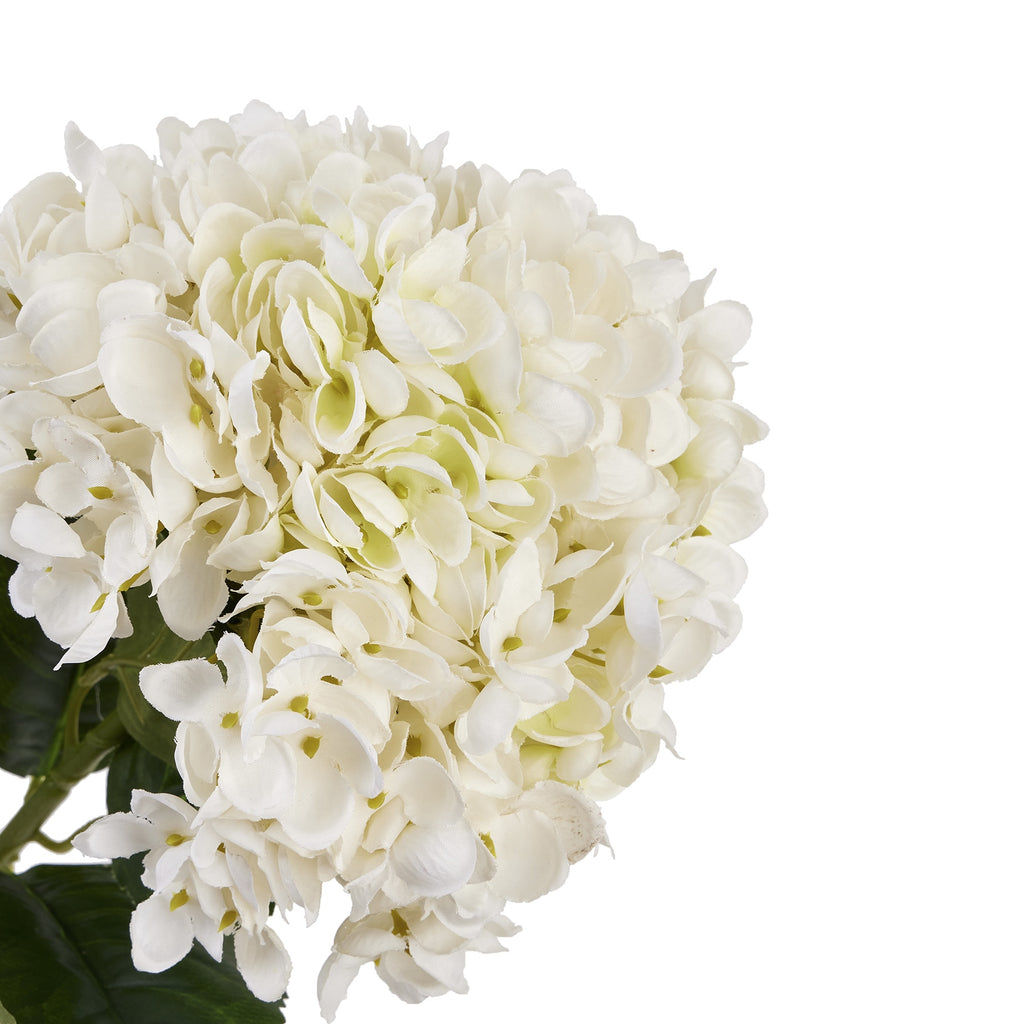 Close-up of overlapping white four-petalled florets with pale green centres, with part of the dark green foliage visible below.