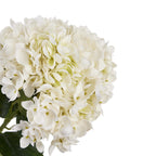 Close-up of overlapping white four-petalled florets with pale green centres, with part of the dark green foliage visible below.