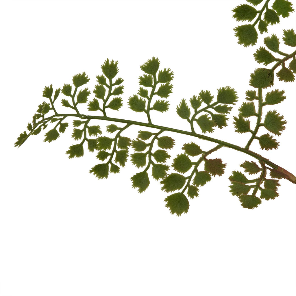 Close-up of fan-shaped green leaflets showing fine surface lines and fringed edges along a branching green and brown stem.