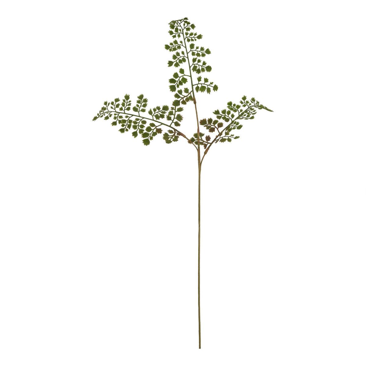 Full view of an artificial foliage spray with a long slender stem and three spreading branches of small fringed green leaflets against white.