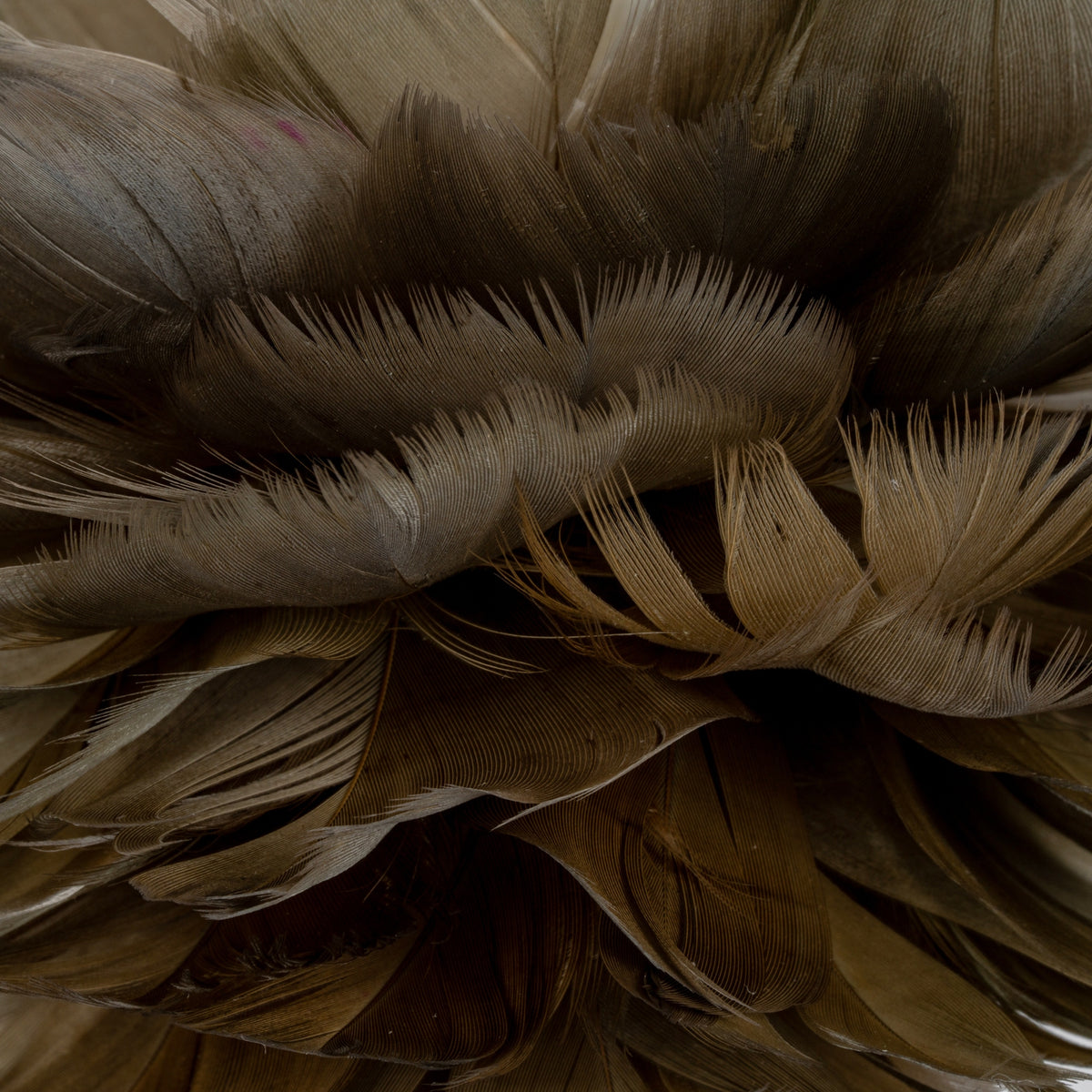 Close-up of overlapping grey-brown and warm-brown feather-like elements, showing fine fringes and curled ends.