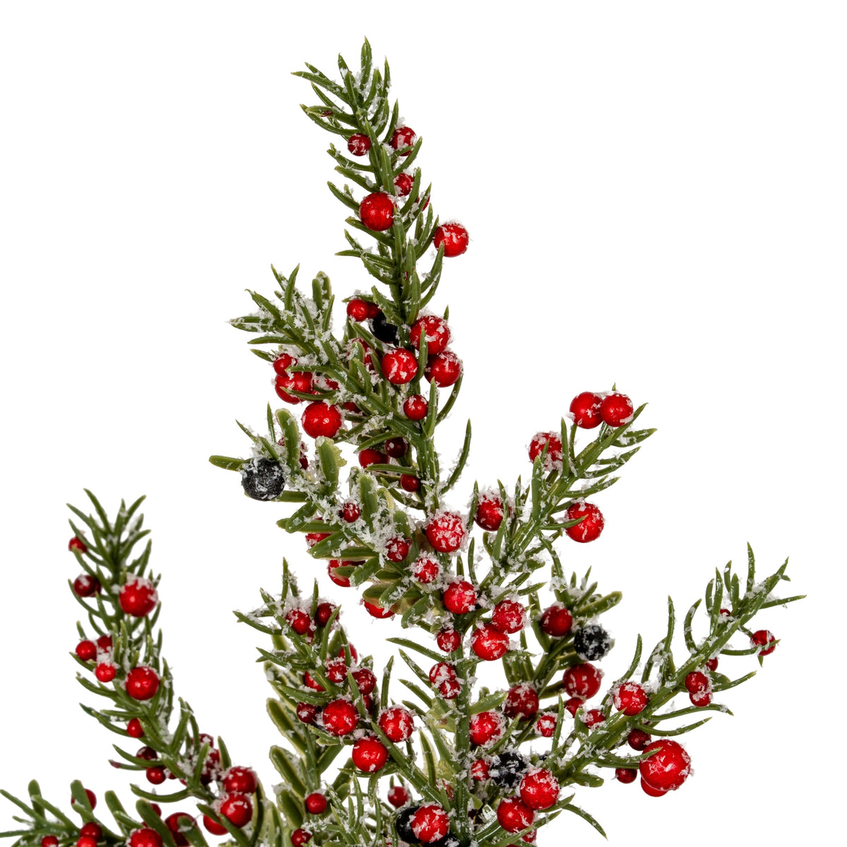 Close-up of the tree's upper branches showing olive-green needle-like foliage, glossy red berries, scattered black berries and granular white frosting.