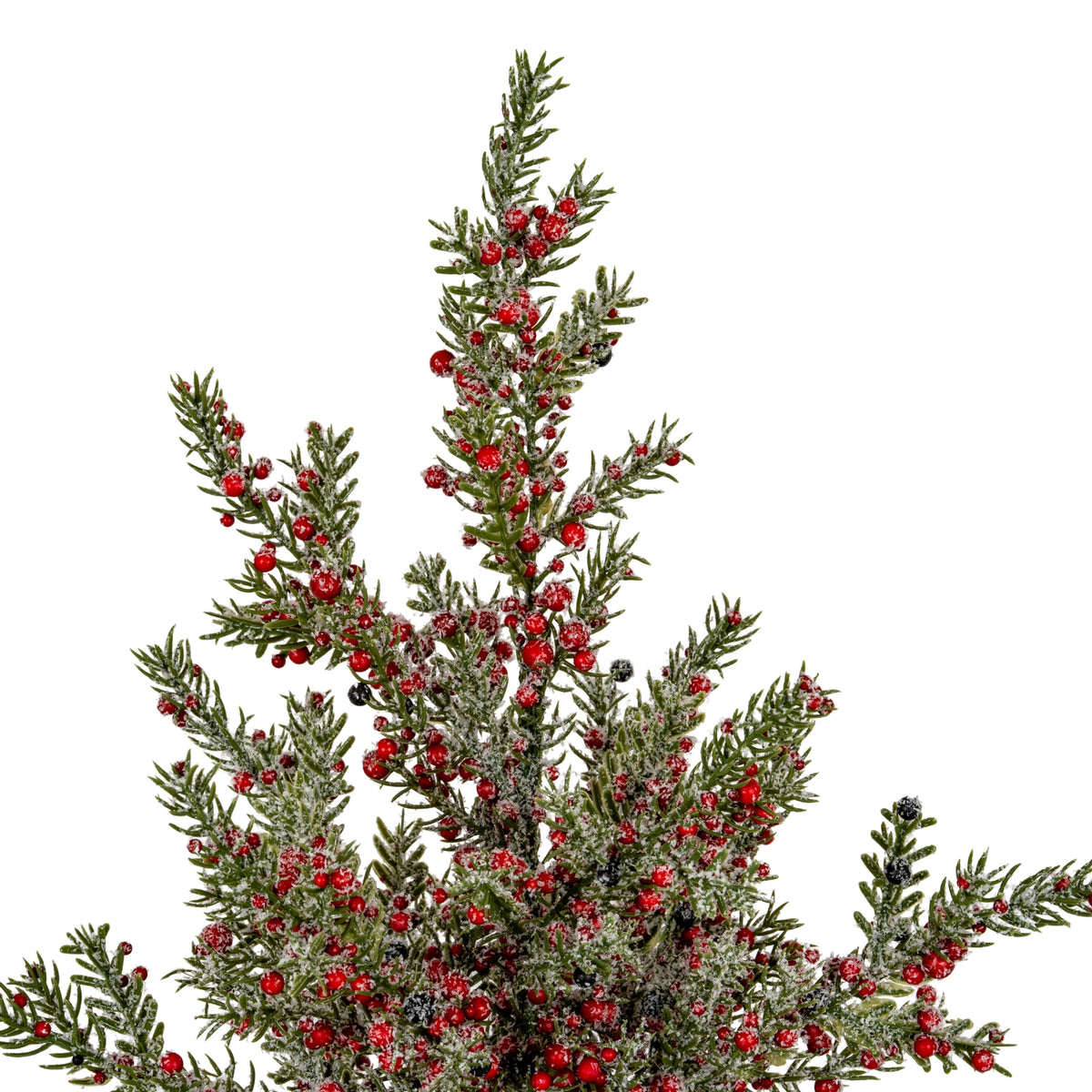 Close-up of the upper branches showing narrow green foliage, glossy red berries, scattered black berries and granular white frosting.