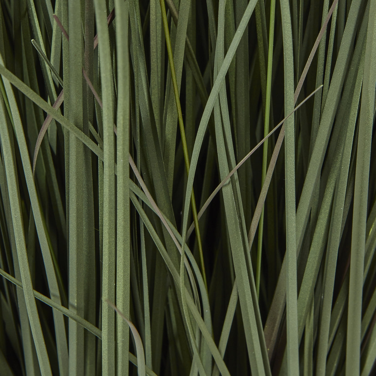 Detail of overlapping muted green grass blades with fine surface texture and darker tones between them.