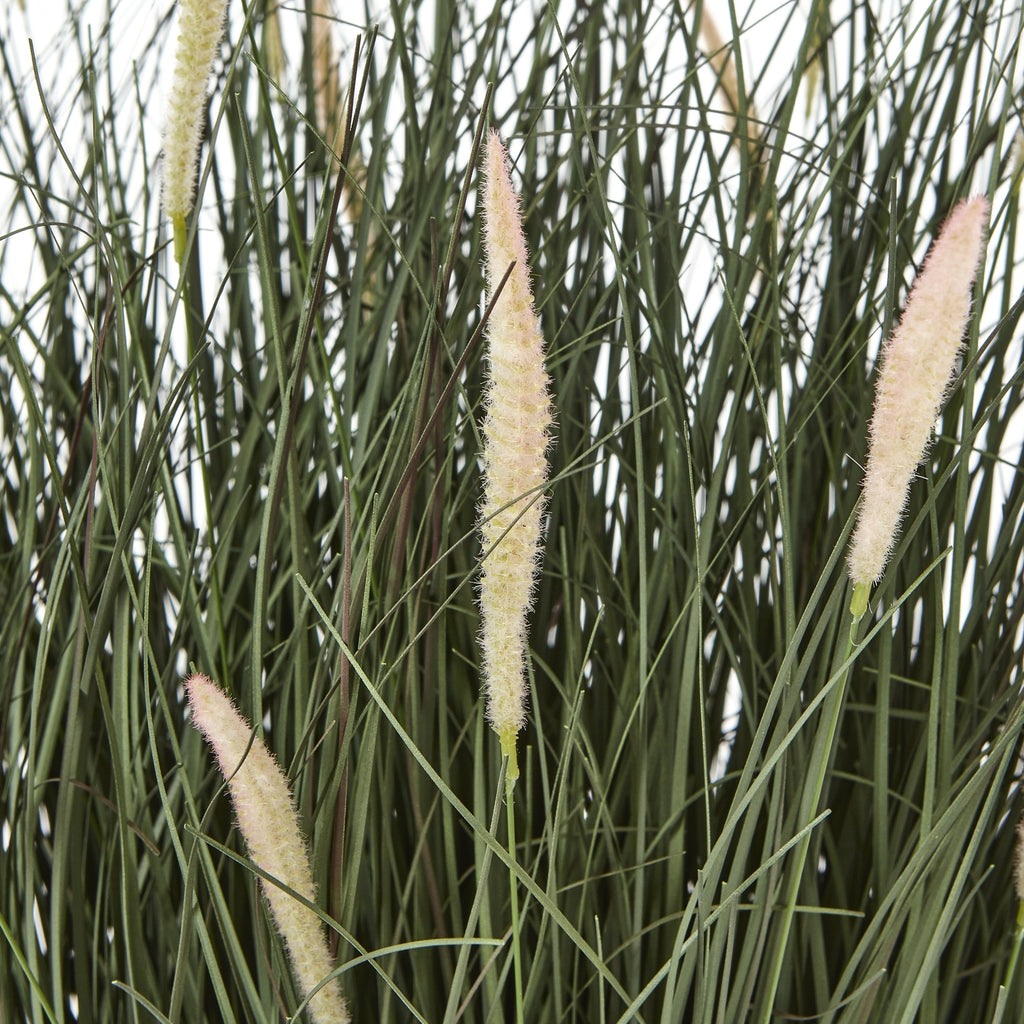 Close view of tapered cream and blush fuzzy seed heads among crossing narrow green grass blades.