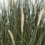 Close view of tapered cream and blush fuzzy seed heads among crossing narrow green grass blades.