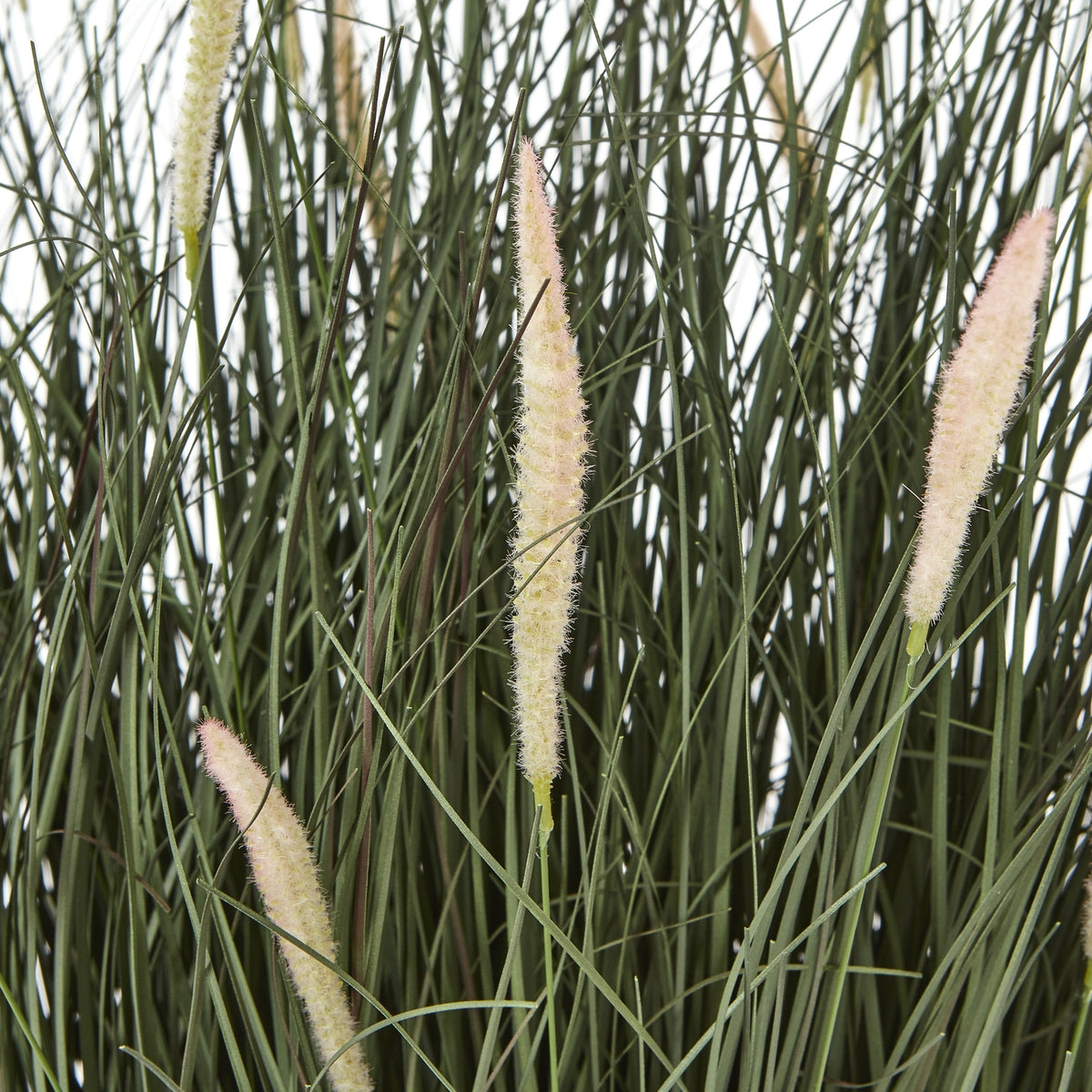 Close view of tapered cream and blush fuzzy seed heads among crossing narrow green grass blades.