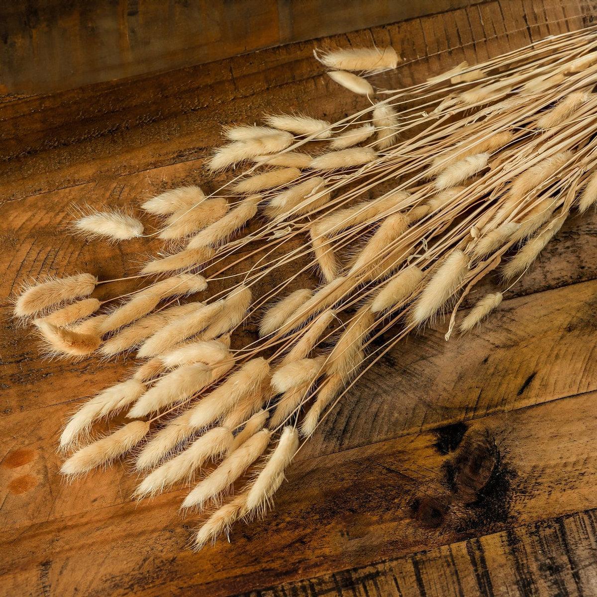 Botanical stems spread diagonally across a wooden surface, with pale fuzzy seed heads fanning towards the lower left.