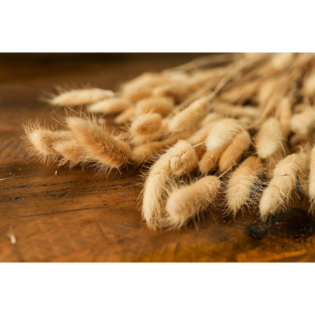 Close-up of cream and tan seed heads lying on a wooden surface, showing their fine fuzzy edges.