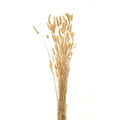 Upright bunch of slender straw-coloured stems with fuzzy cream and tan seed heads against a white background.