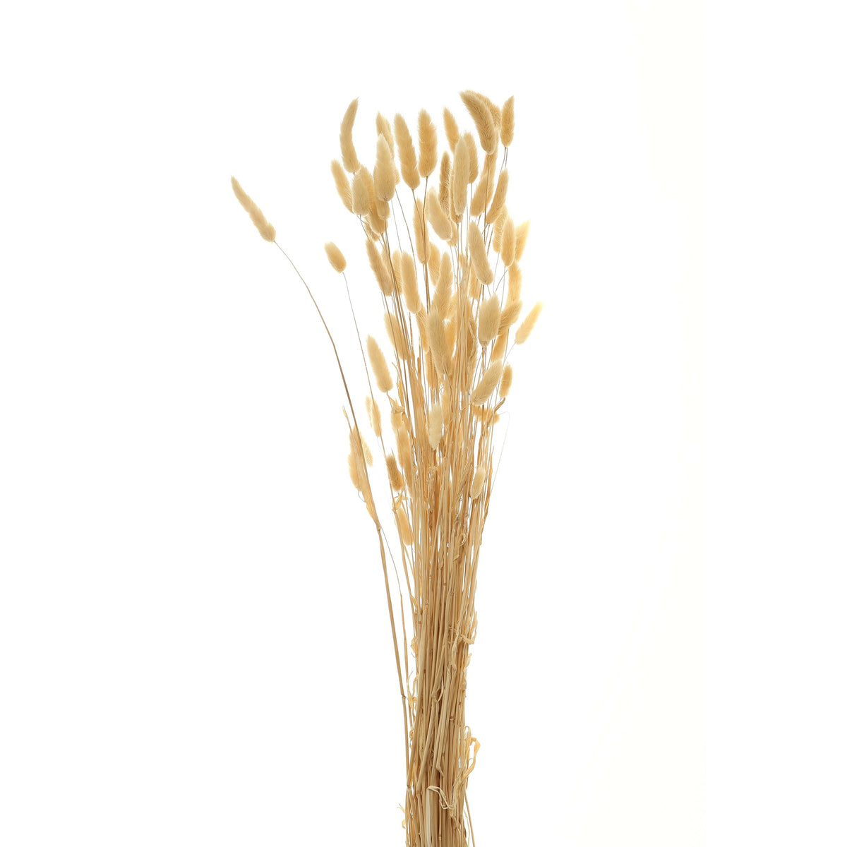 Upright bunch of slender straw-coloured stems with fuzzy cream and tan seed heads against a white background.