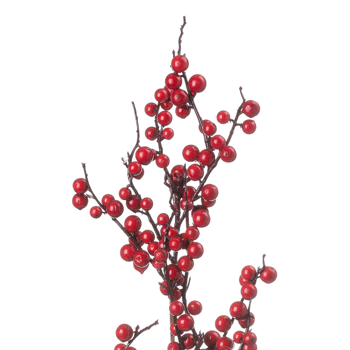 Close-up of rounded red berries with shiny, uneven surfaces on fine brown twig-like offshoots.