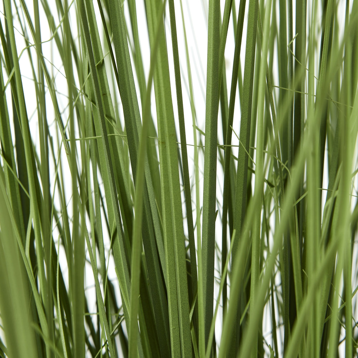 Close-up of overlapping narrow green grass blades and fine stems against a white background.