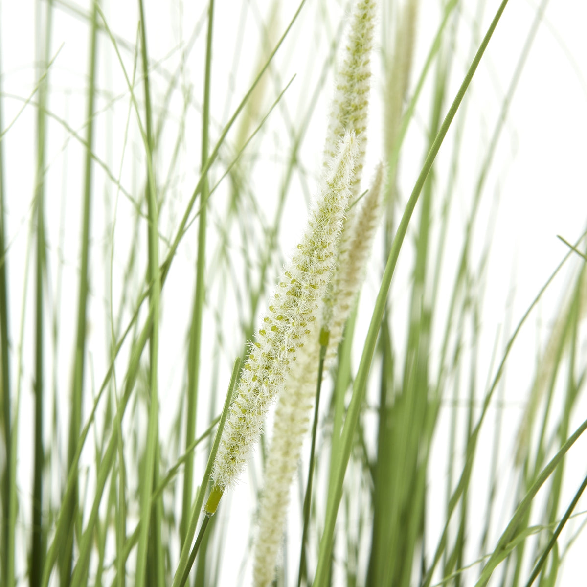 Close-up of pale cylindrical seed heads with fine bristly texture among slender green stems.