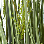 Detail of fine branching green stems interspersed with long, flat grey-green grass blades.