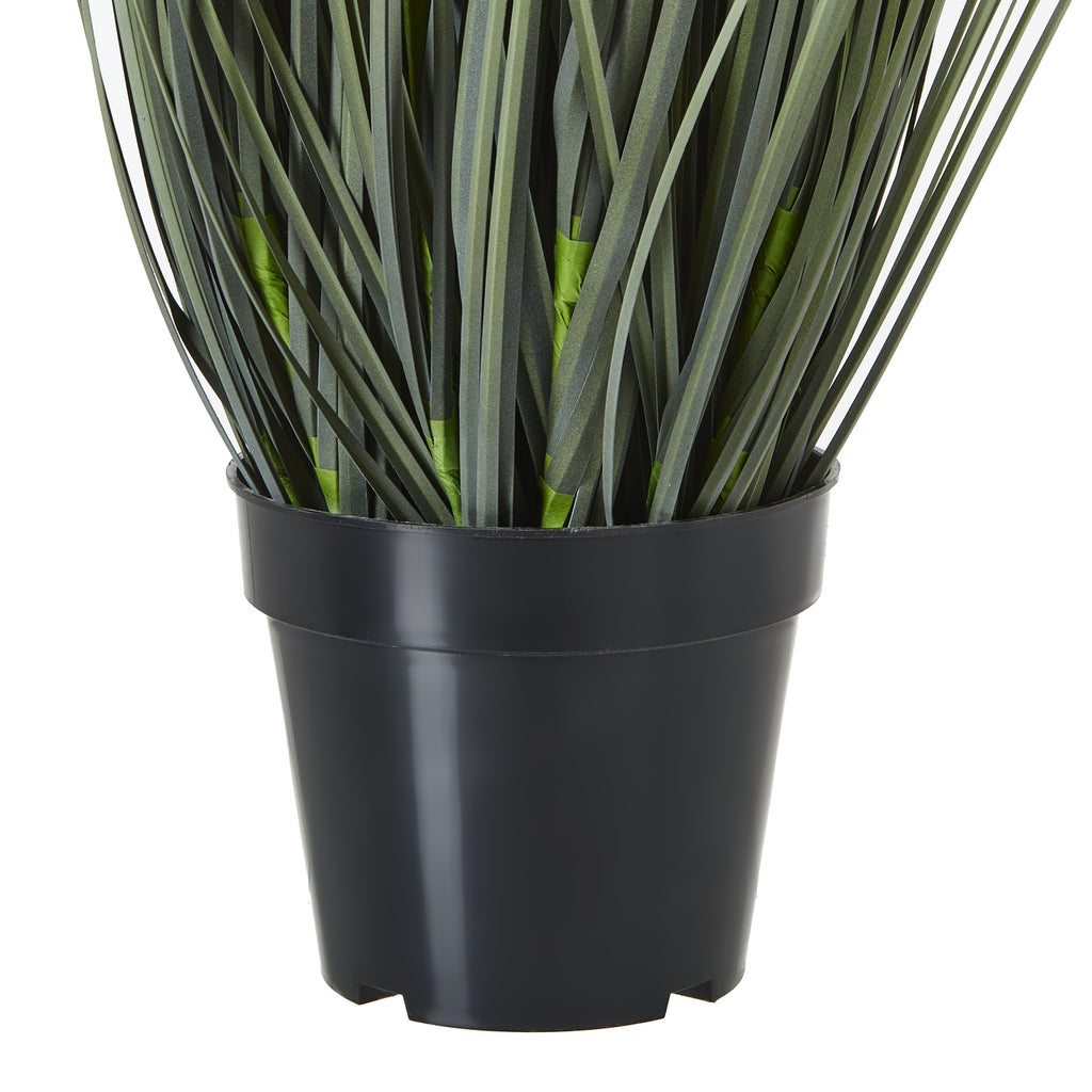 Close-up of the plain black tapered pot with a broad rim and dense grass blades emerging above it.