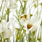 Close-up of open white flower petals with warm yellow-brown centres among fine green stems and grass blades.