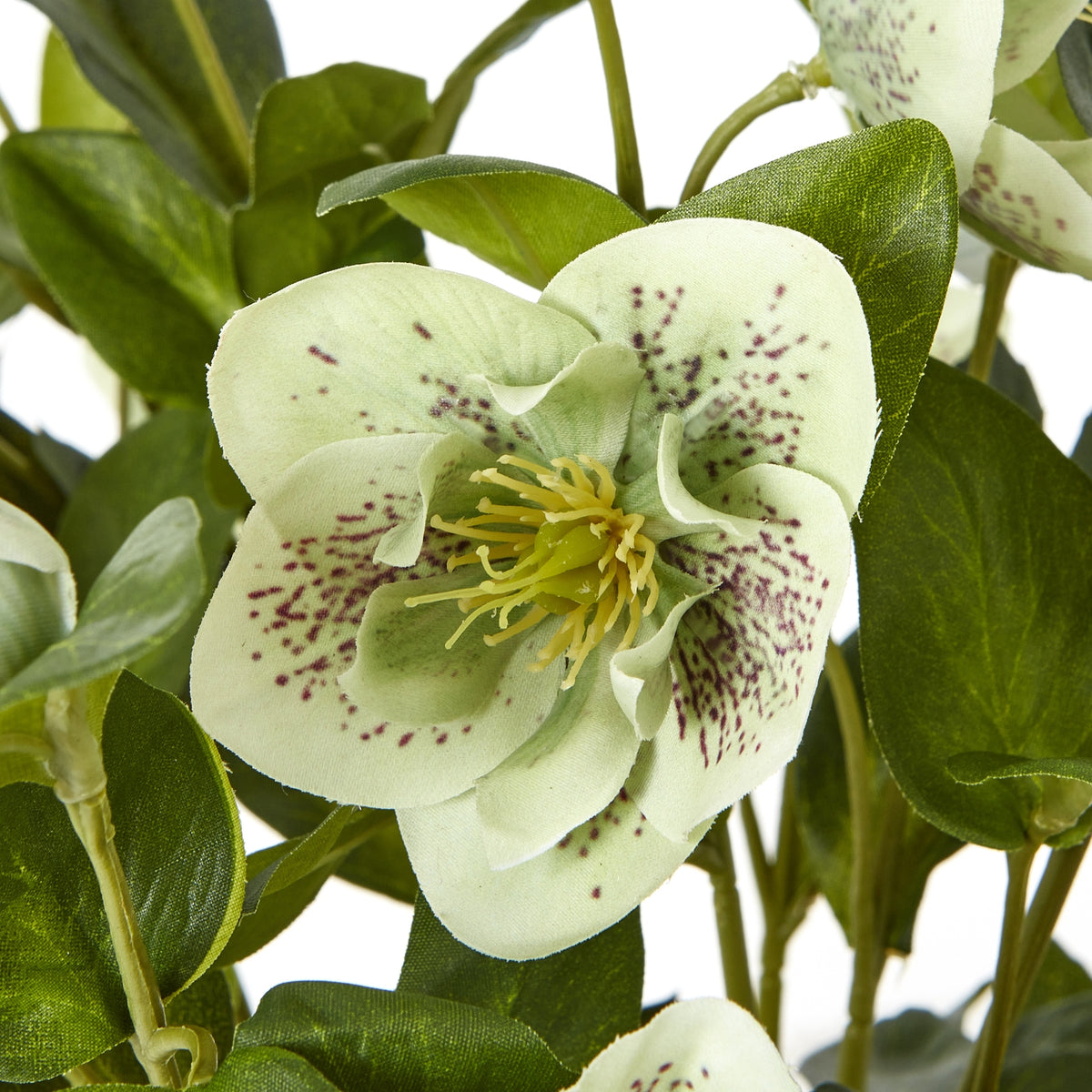 Close-up of a pale green hellebore flower with purple-speckled petals and a yellow-green centre among green leaves.