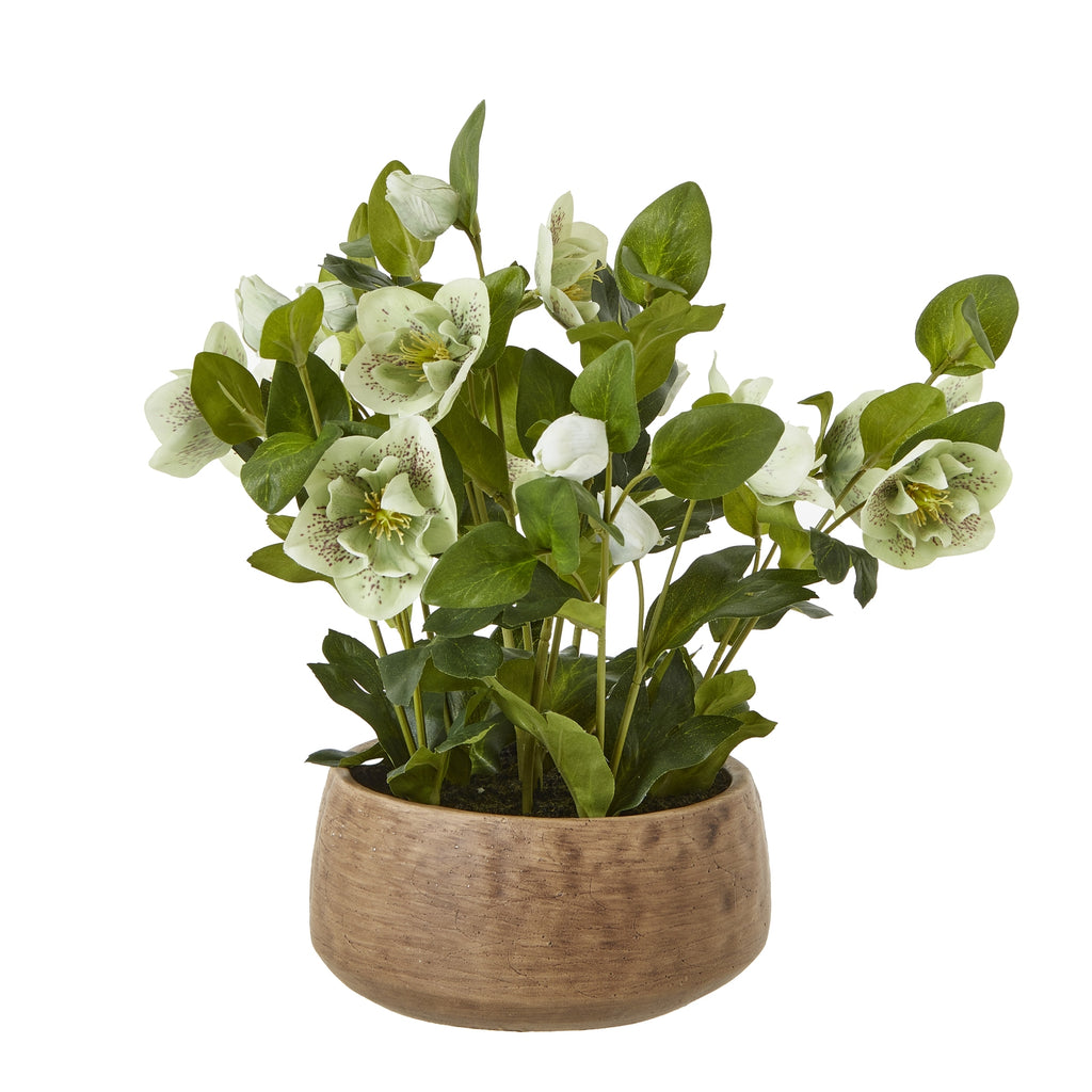 Artificial hellebore arrangement with pale green-white flowers and spreading green foliage in a low taupe pot.