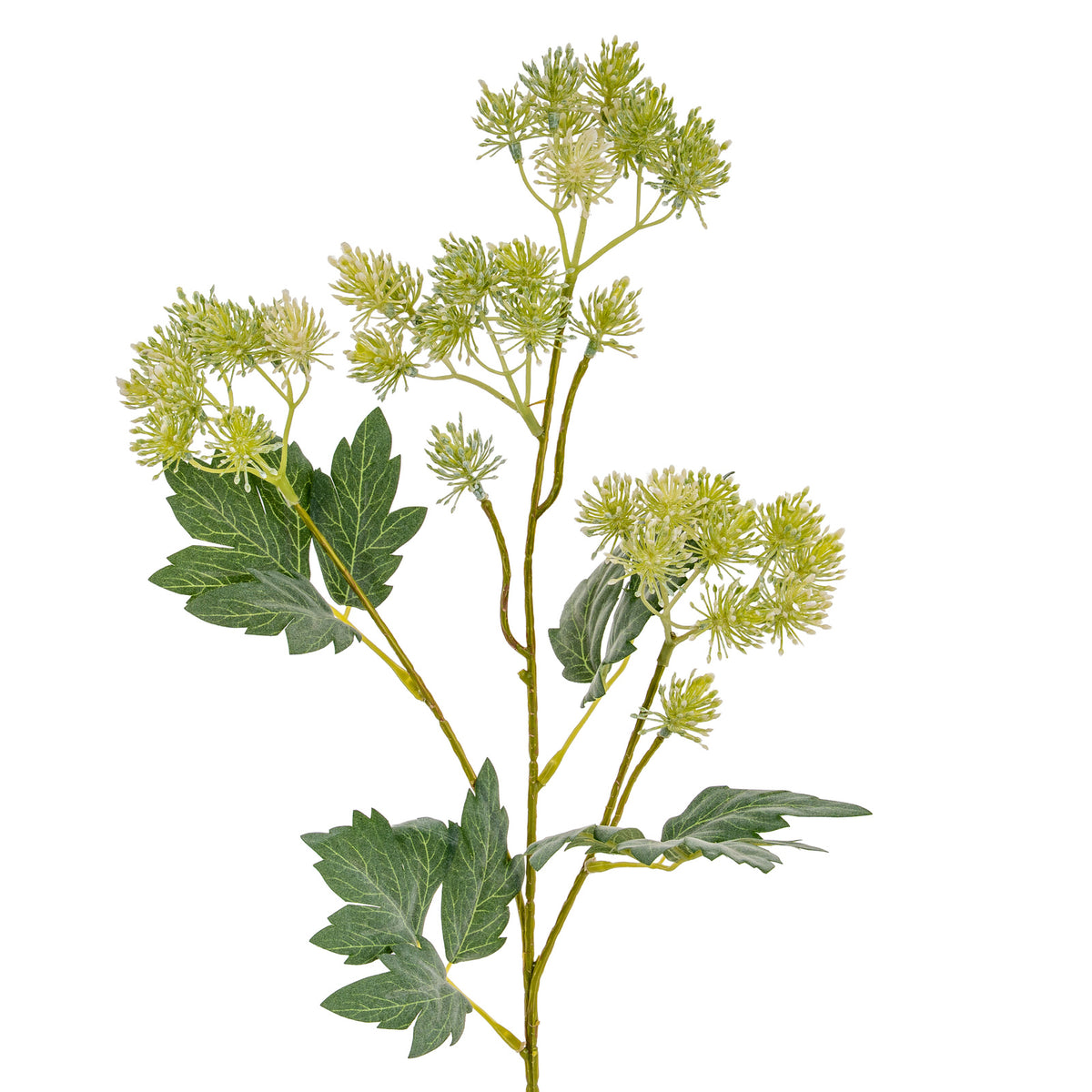 Closer view of the spray's upper branches, showing pale green and cream flower heads above dark green leaves with visible veins.