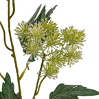 Close-up of rounded flower clusters with fine green florets and cream tips, framed by branching stems and lobed leaves.