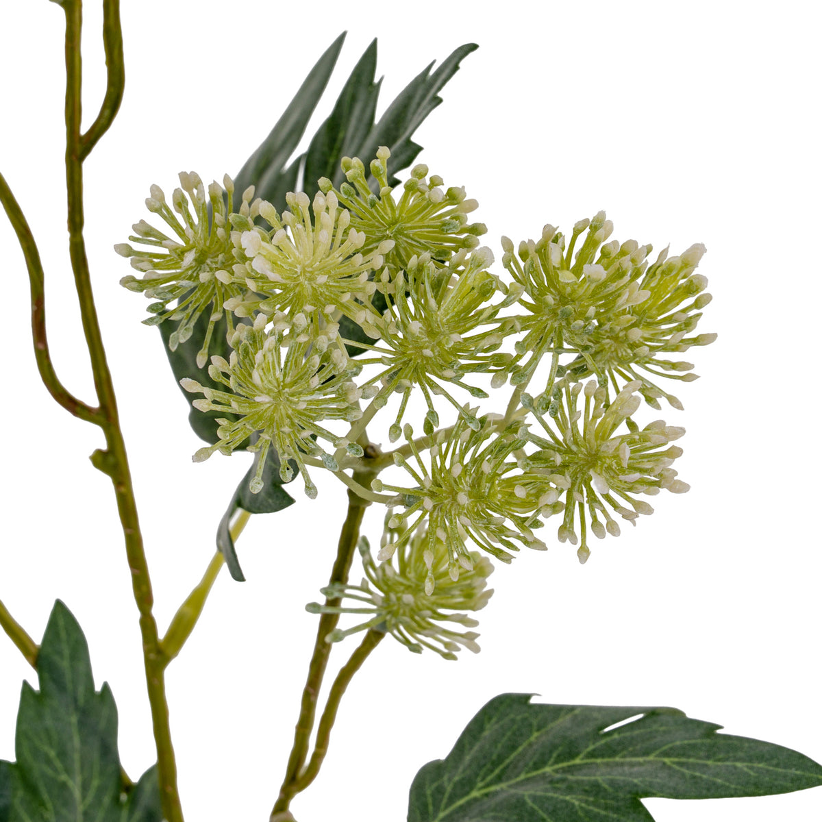 Close-up of rounded flower clusters with fine green florets and cream tips, framed by branching stems and lobed leaves.