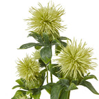 Close-up of pale yellow-green spiky heads above layered green foliage, showing narrow radiating points and pale mottling on the leaves.